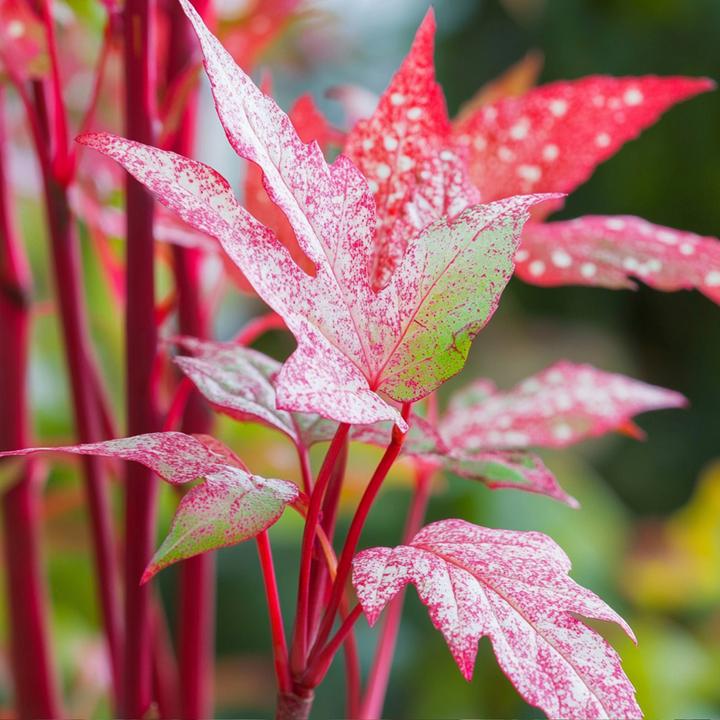Produktbild Plant in a Box Acer conspicuum 'Red Flamingo' - Japanischer Ahorn (50 cm)