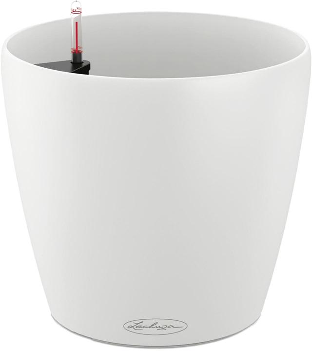 Immagine prodotto Lechuza Classico Color (27.50 cm)