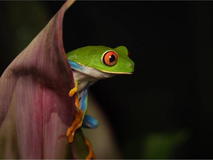 Immagine prodotto OM System M.Zuiko Digital ED 90mm f/3.5 Macro IS Pro (Micro Four Thirds, Micro Four Thirds)