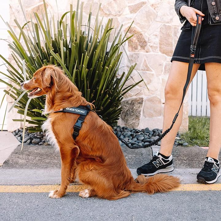Actual product image EzyDog Express Harness (M, Dog)