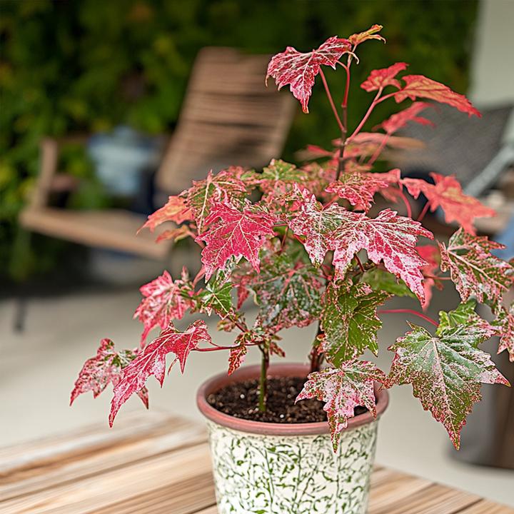 Produktbild Plant in a Box Acer conspicuum 'Red Flamingo' - Japanischer Ahorn (50 cm)