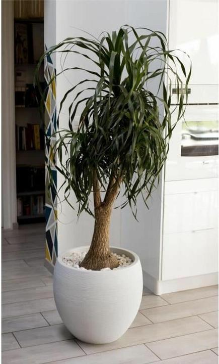 Produktbild EDA Blumentopf Graphit rund Ø 50 cm (50 x 45 cm)