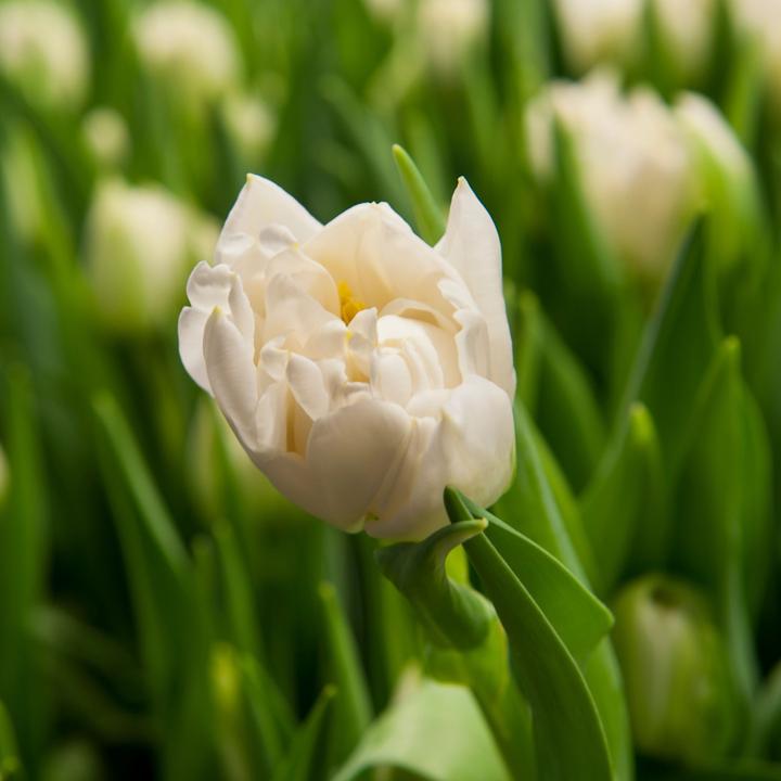Actual product image Plant in a Box Tulipa Northcap - Set of 14 tulips (10 cm)