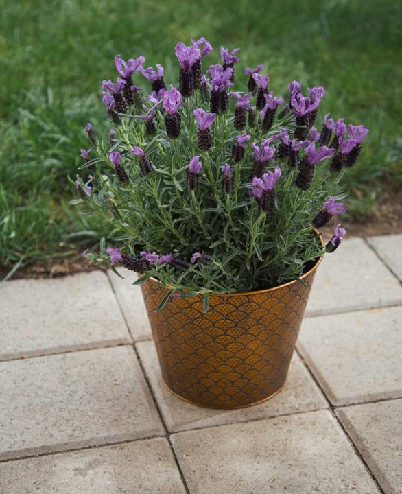 Produktbild Esmée Blumentopf / Übertopf Orient, Blech (23 cm)