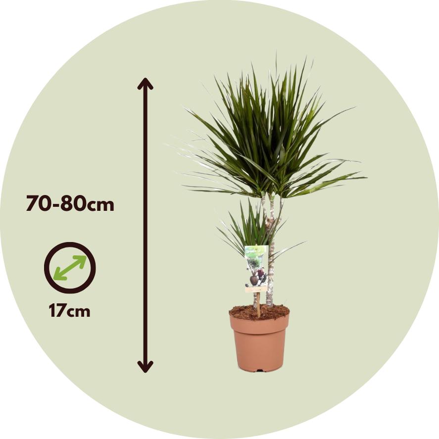 Thumbnail - Plant in a Box, Pflanzen, Dracaena Marginata - (70 cm)