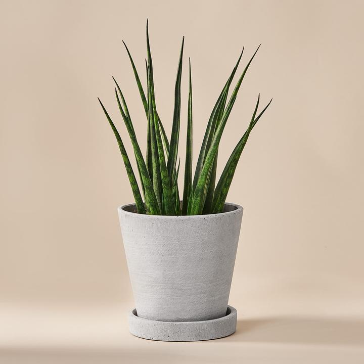 Mary and Plants Sansevieria Fernwood Mikado avec pot HAY gris clair (35 cm)