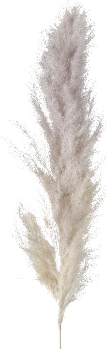 Actual product image Boltze Home Pampas grass (100 cm)