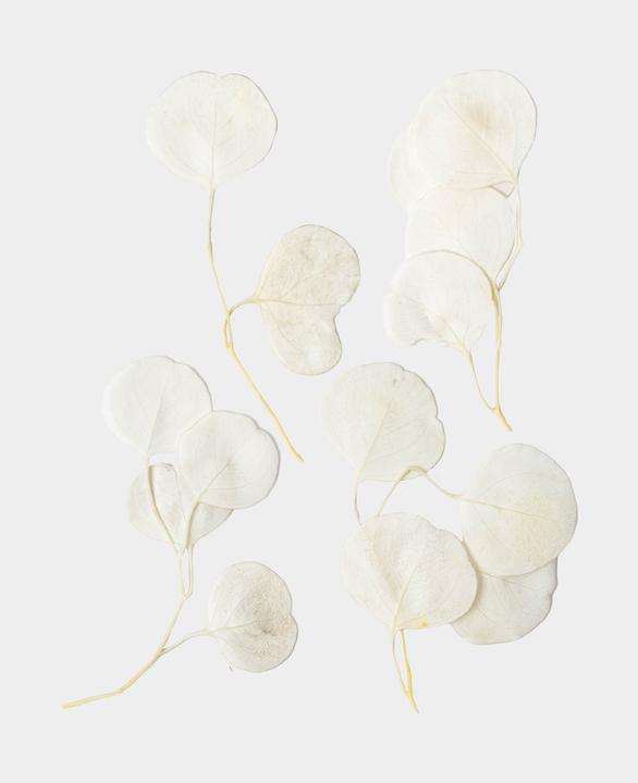 Image du produit I Am Creative Fleurs séchées Eucalyptus (Fleurs séchées)