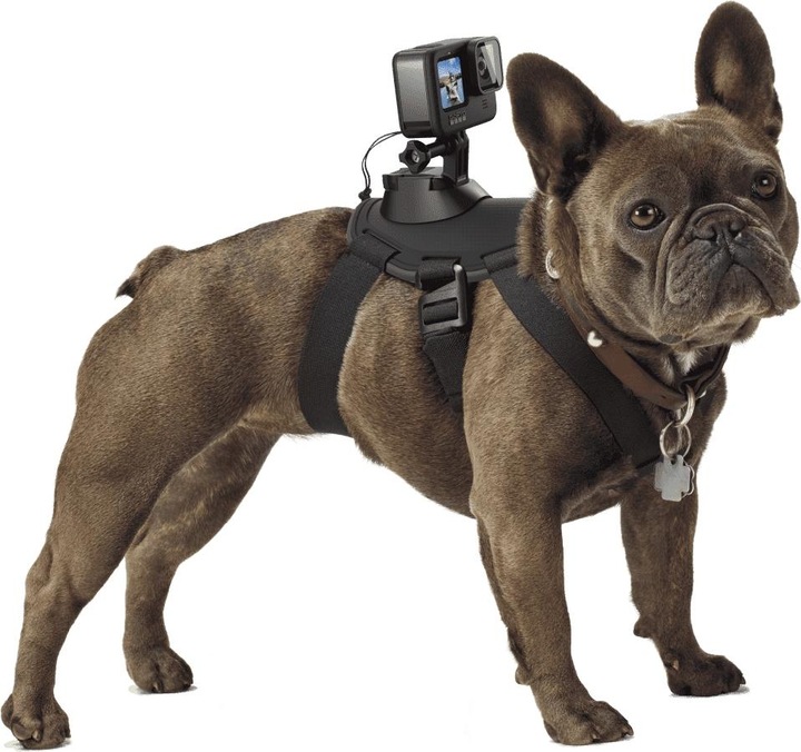 Image du produit GoPro Fetch harnais pour chien (Universel, Héros 7, Action Osmo)