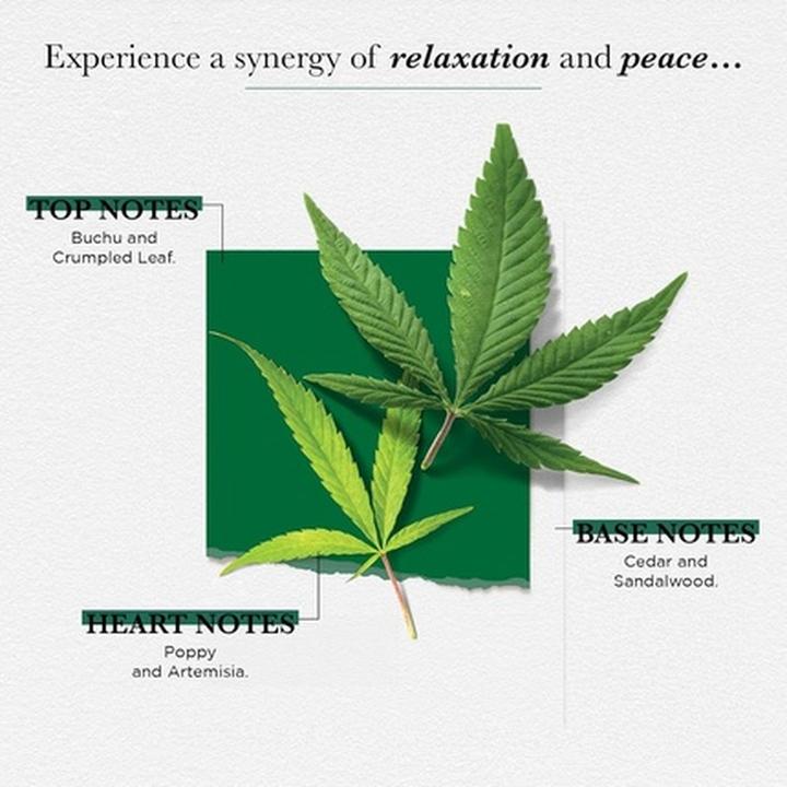 Immagine prodotto Solinotes Eau de Parfum Herbe Zen (Eau de parfum, 50 ml)