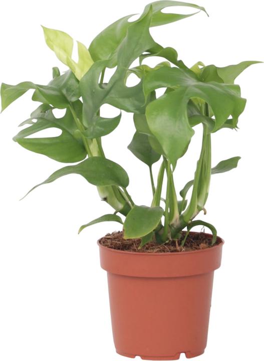 Image du produit Plant in a Box Rhaphidophora Tetrasperma - Monstera Minima (20 cm)