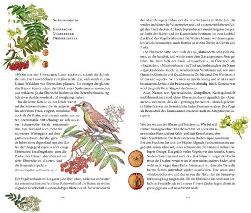 Produktbild Frau Haselin und Drecksäck (Deutsch, Rosemarie Gebauer, 2016)