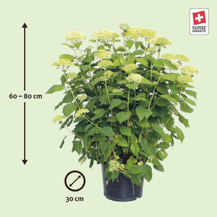 Produktbild Zulauf Schneeball-Hortensie / Hydrangea arbor. 'Annabelle' (50 cm)