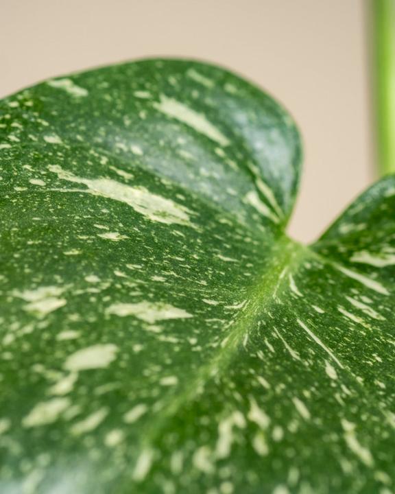 Produktbild feey Monstera 'Thai Constellation' (30 cm)