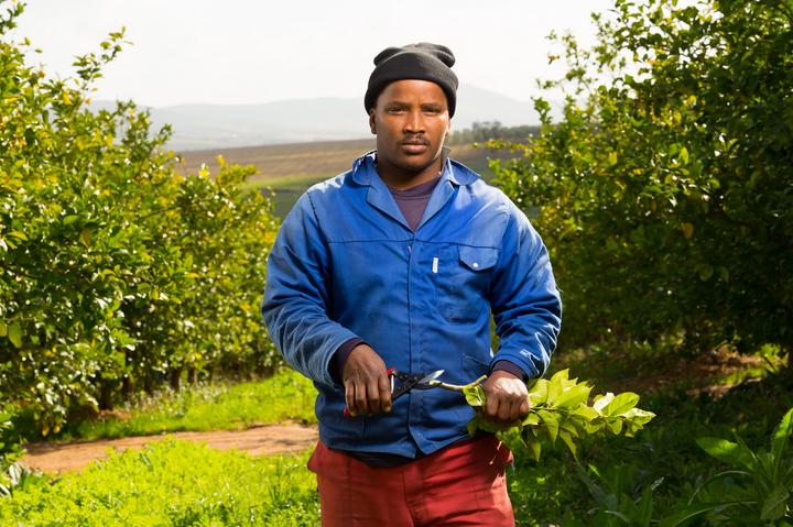 Immagine prodotto Felco 5 Cesoie bypass per mani grandi, per destrorsi