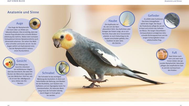 Produktbild Nymphensittiche (Deutsch, Hildegard Niemann, 2017)