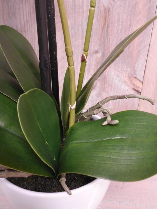 Actual product image Botanic-Haus Phalaenopsis (Orchid) (67 cm)