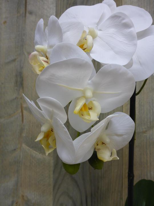 Actual product image Botanic-Haus Phalaenopsis (Orchid) (67 cm)