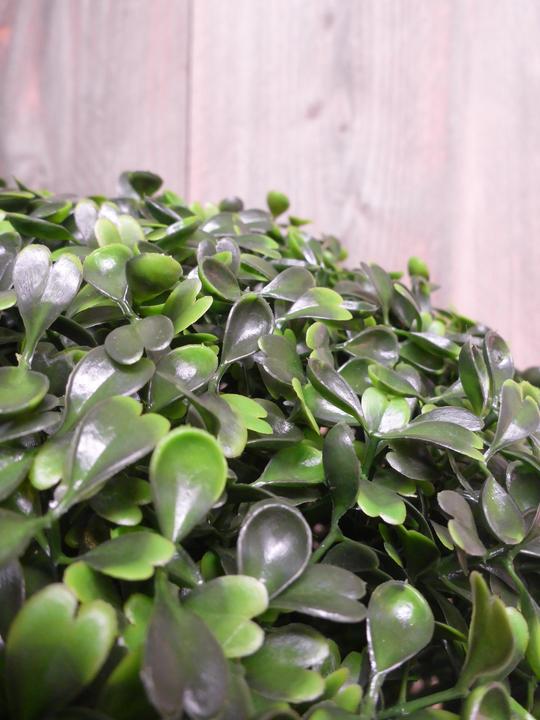 Produktbild Botanic-Haus Buchskugel (30 cm)