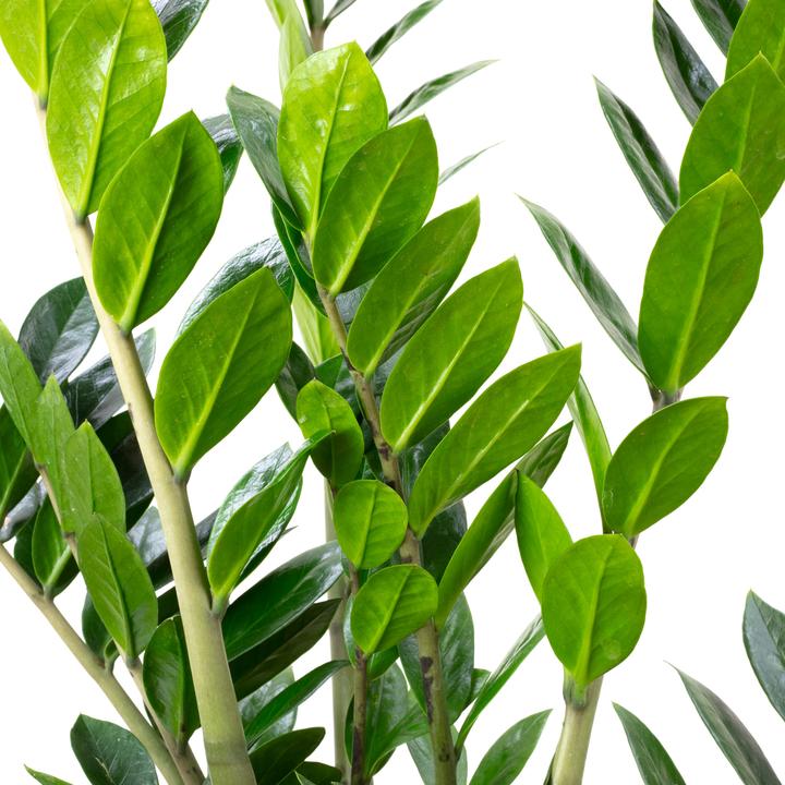 Image du produit Flowerbox Plume porte-bonheur - Zamioculcas zamiifolia (90 cm)