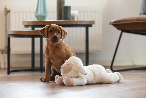 Productafbeelding Beeztees Bowi (Pluche speelgoed hond)