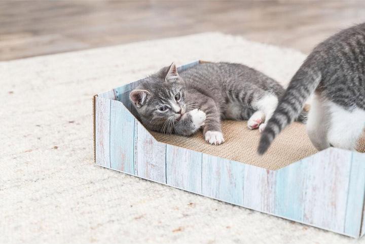 Actual product image Trixie Scratching bed (33 cm, Turquoise)