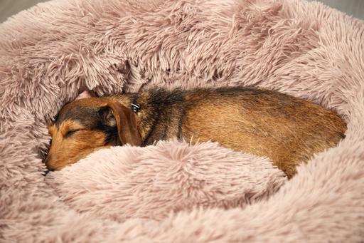 Image du produit Beeztees Yali (Chien)