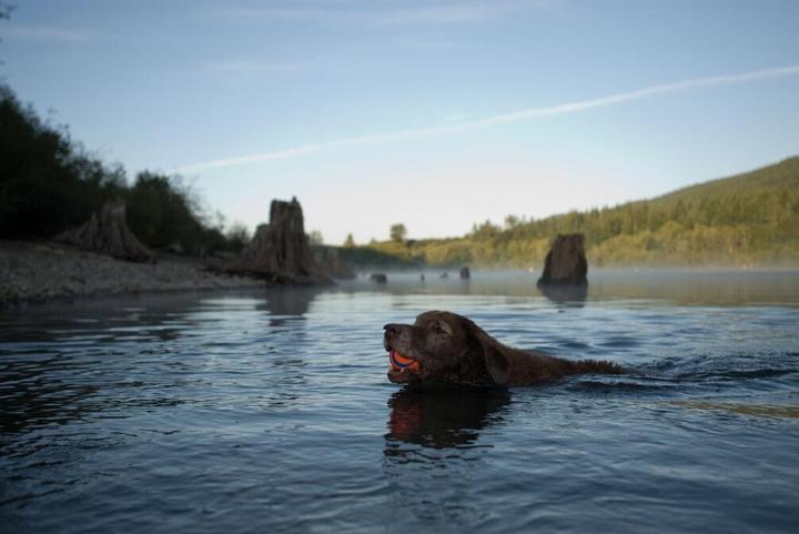 Produktbild Chuckit! ChuckIt (Ballspielzeug Hund)
