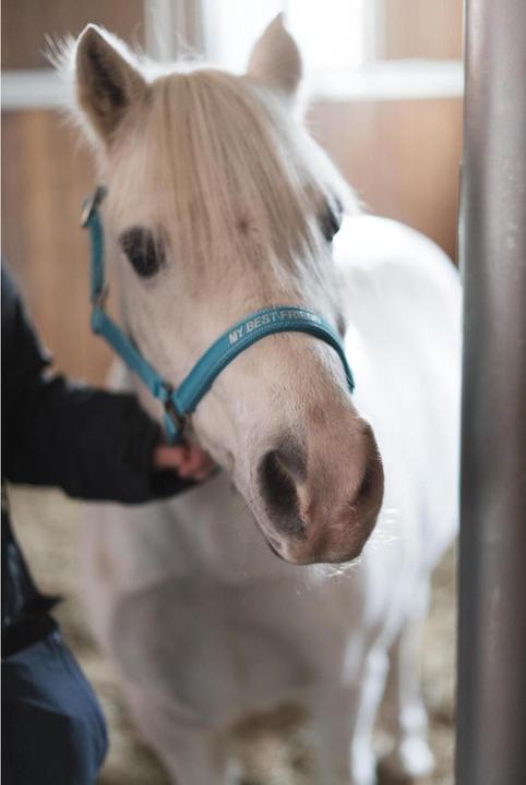 Immagine prodotto Horse Guard Malva