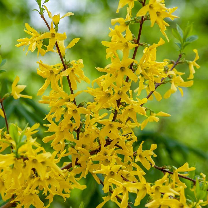 Image du produit Plant in a Box Forsythia intermedia 'Minigold' - Set de 4 forsythias (25 cm)