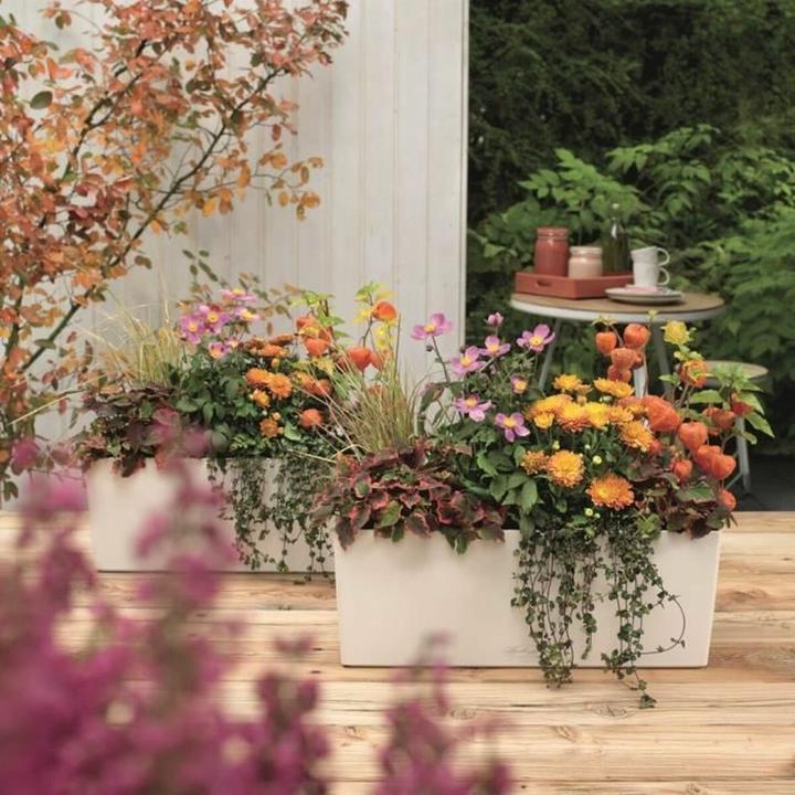 Productafbeelding Lechuza Balconera Kleur (50 x 19 x 19 cm)