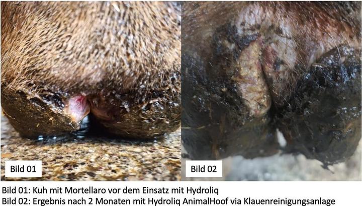 Actual product image Hydroliq AnimalHoof claw disinfectant (Dog, 20000 ml)