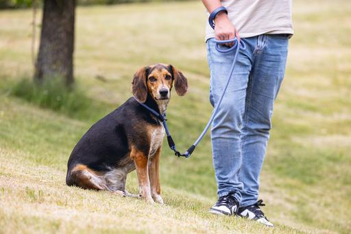 Actual product image Beeztees Parinca collar round (Dog, Dog sport)