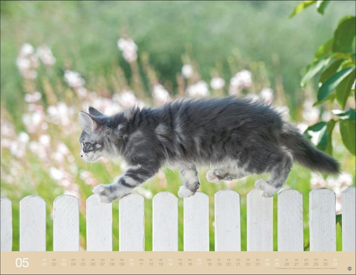 Produktbild Monika Wegler: Katzenkalender 2026 (44 x 34 cm)