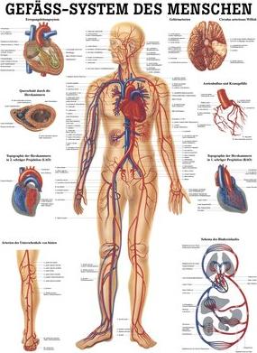 Ruediger RÜDIGER Panneau pédagogique laminé Système de récipients 70 x 100 fr (70 x 100 cm)