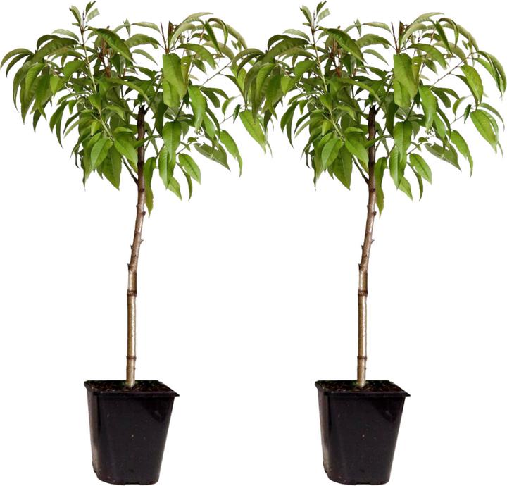 Image du produit Plant in a Box Prunus 'Bonanza', Prunus Persica 'Saturne' - Pfirsichbaumen (60 cm)