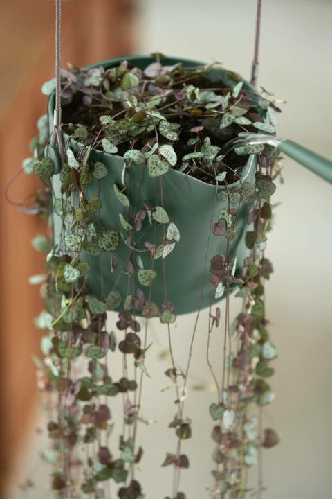 Produktbild Elho B.for Swing (18 x 16.50 cm)