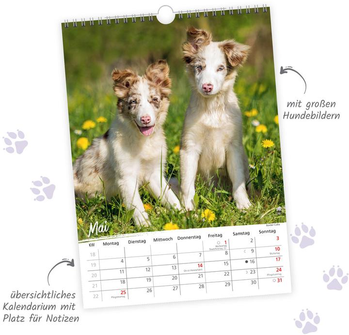 Produktbild Trtsch Classickalender Hunde 2026 (Spezial)