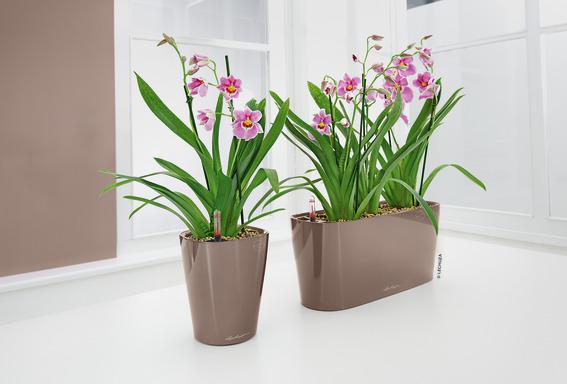 Productafbeelding Lechuza Delta (40 x 15 x 18 cm)