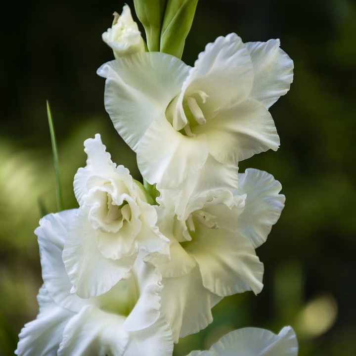 Actual product image Plant in a Box Anemone Bride, Allium Neapolitanum. Gladiolus White Prosperity, Gladiolus Call. Acidantera, Dahlia T (10 cm)
