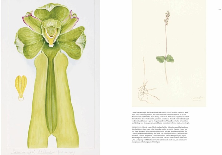 Actual product image Orchideen (German, Sandra Knapp, 2022)