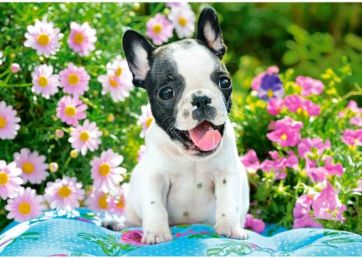 Immagine prodotto Castorland Puzzle cucciolo di bulldog francese 500 pezzi (500 pezzi)