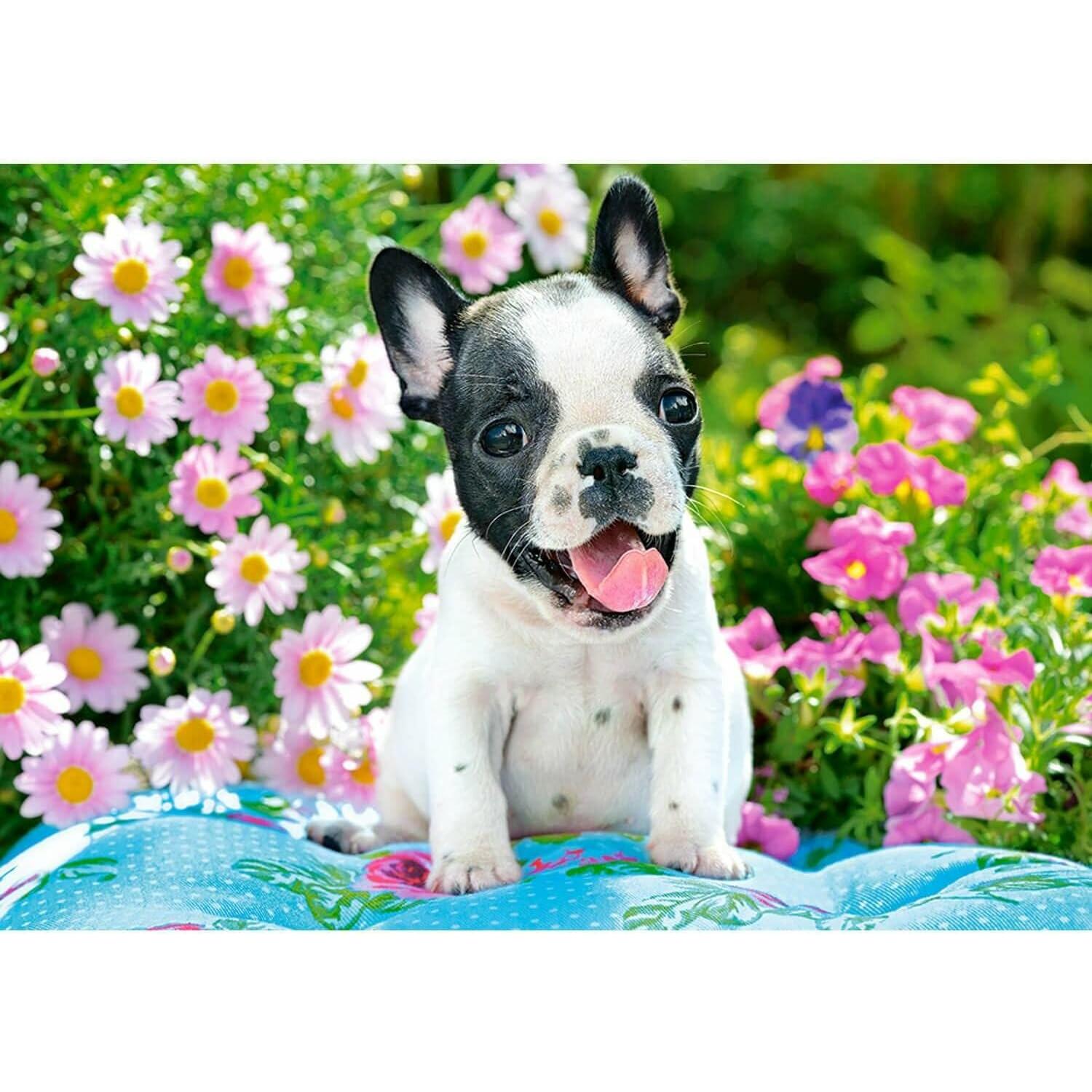 Thumbnail - Castorland French Bulldog Puppy Puzzle 500 Teile (500 Teile)