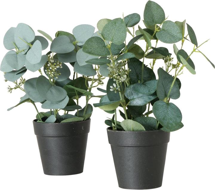 Image du produit Boltze Home Eucalyptus (30 cm)