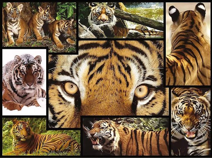 Image du produit Merchant Ambassador Puzzle du tigre (1000 pièces)
