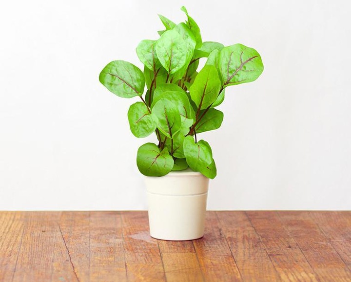 Produktbild Click and Grow Samen Sauerklee (Pflanzensamen)