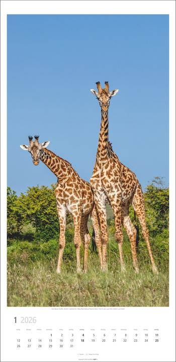 Produktbild Giraffen Kalender 2026 (33 x 68 cm)