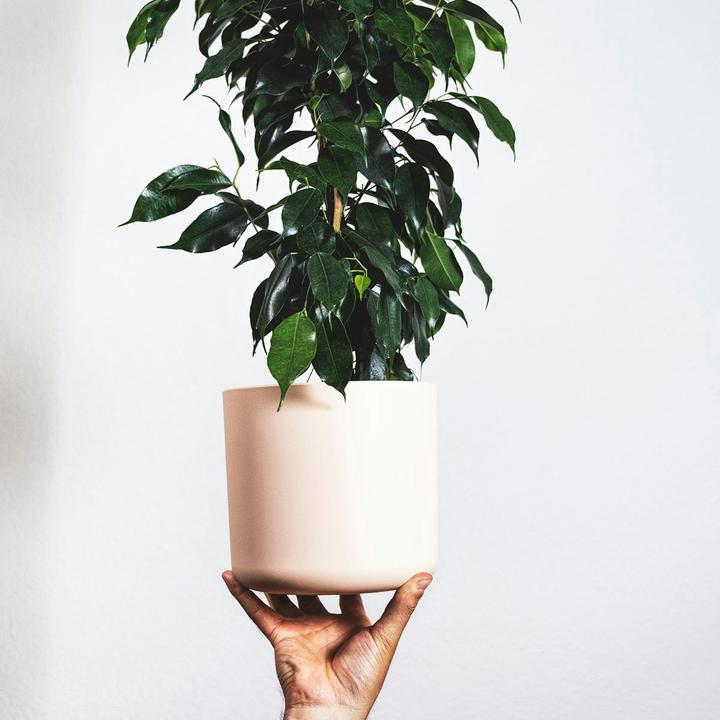 Produktbild Plant in a Box Ficus benjamina Danielle - Geigenpflanze (100 cm)