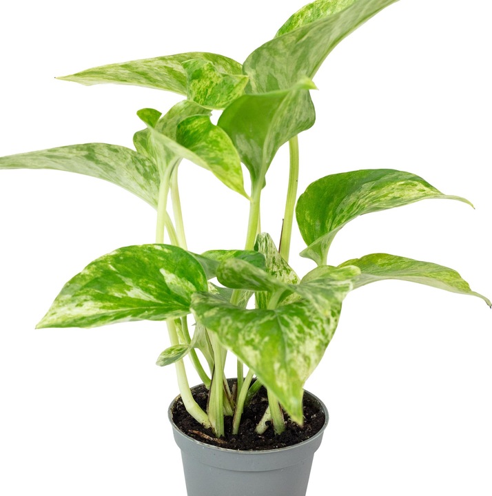 Produktbild Flowerbox Efeutute - Epipremnum Pinnatum 'Marble Queen' (15 cm)