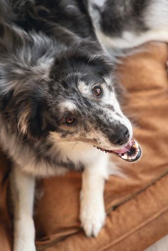 Image du produit Beeztees Orthopädisches Hundeliegebett (Chien)